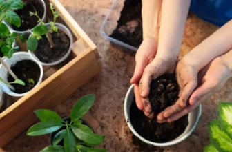 Common Myths About Plant Care Debunked